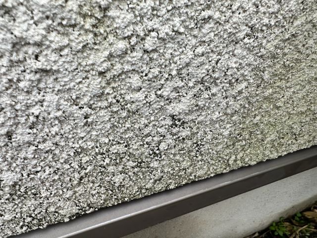 カビ・苔