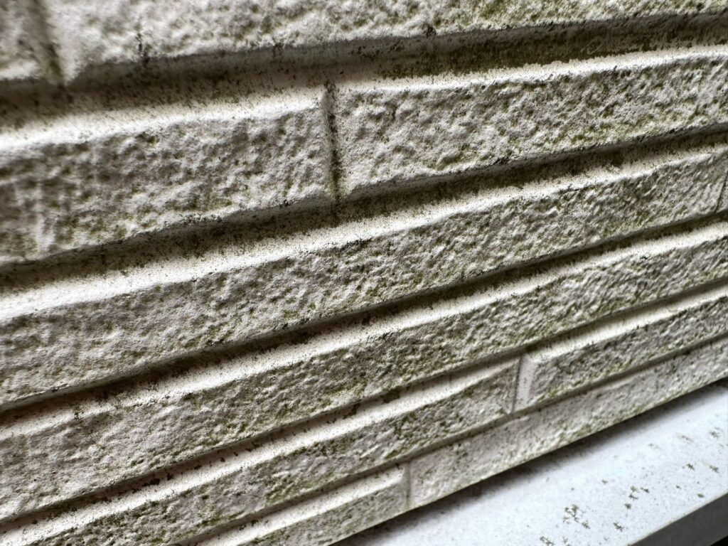 カビ・苔