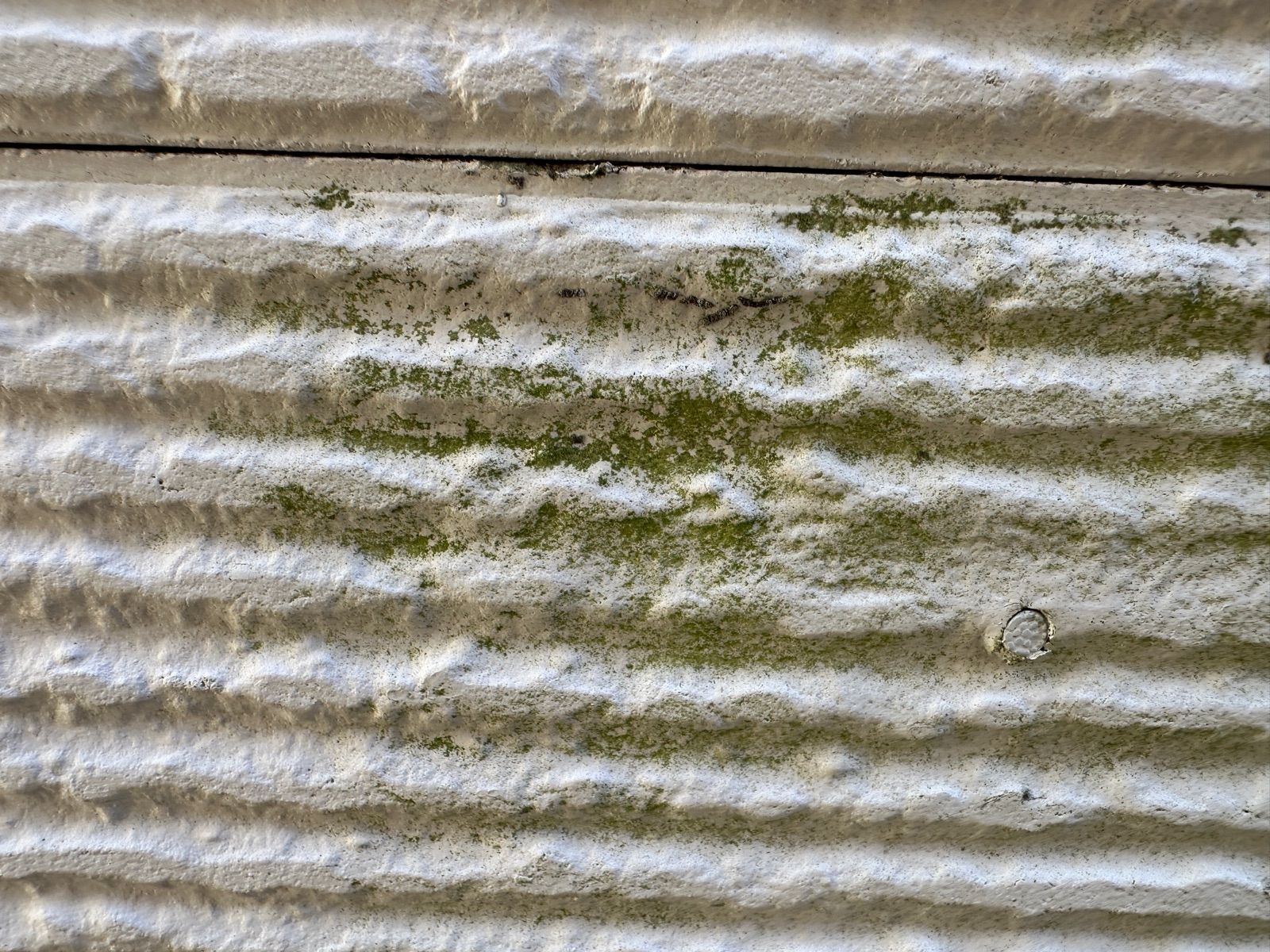 カビ・苔